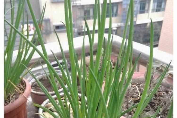 草莓施肥用什么肥料