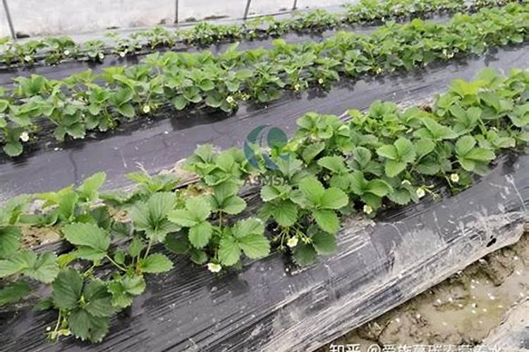 种草莓需要什么肥料