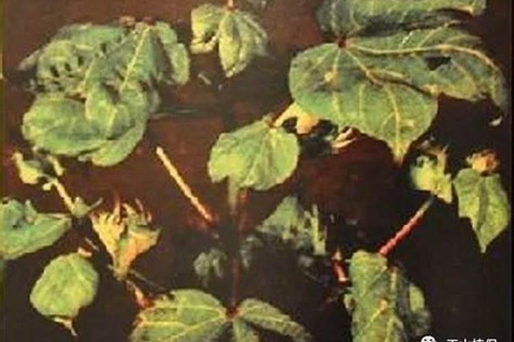苹果树施肥的方法