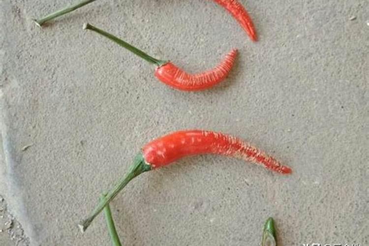 高温天气辣椒怎样保花保果