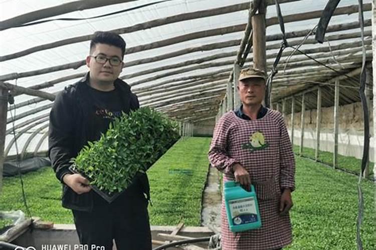 国内比较好水溶肥厂家有哪些