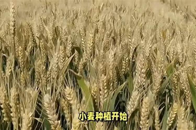 小麦后期喷什么微肥增产增重,死穗怎么防治
