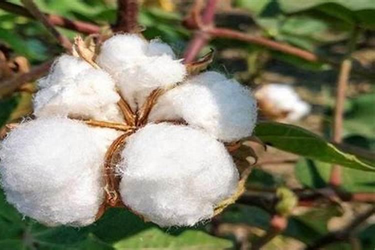 适合棉花的肥料种类主要有几种？