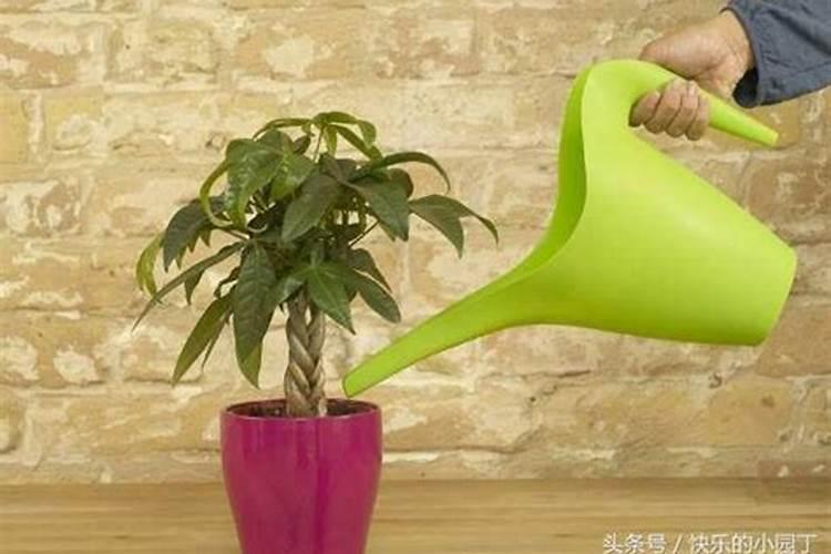 风车草怎么养北方冬天