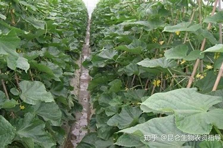 打黄瓜用什么叶面肥好