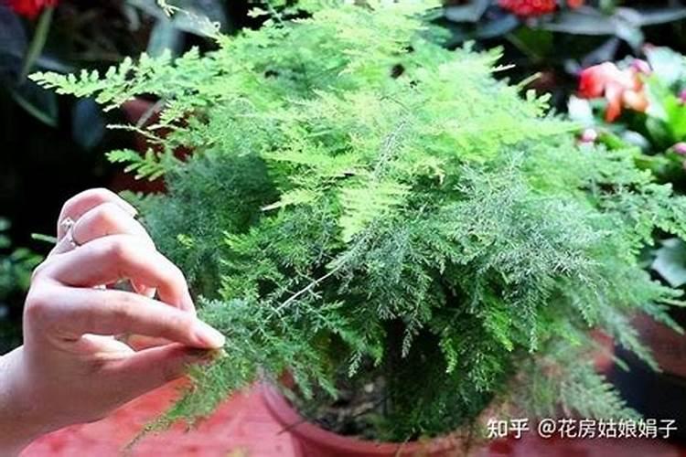 云南小瓜和西葫芦有什么区别？