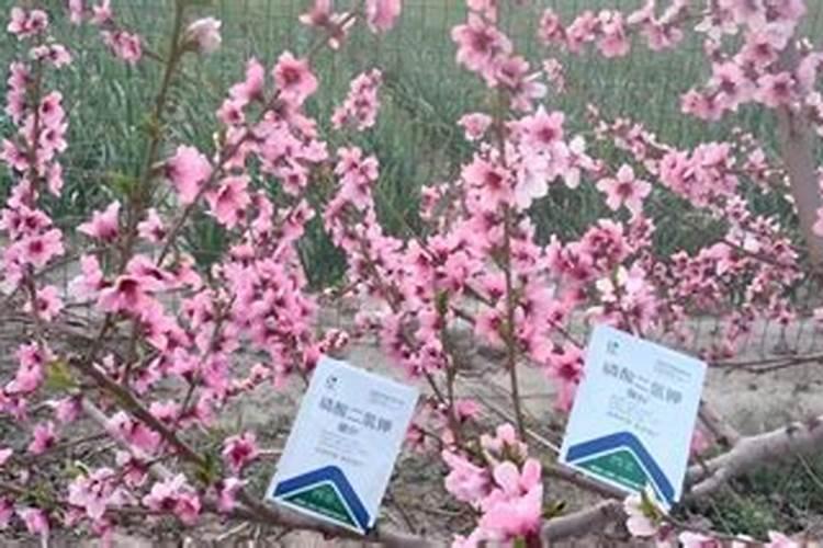 农村一般家家户户都会种豆角,老菜农常说的“开花结荚期有5禁忌”是什么...