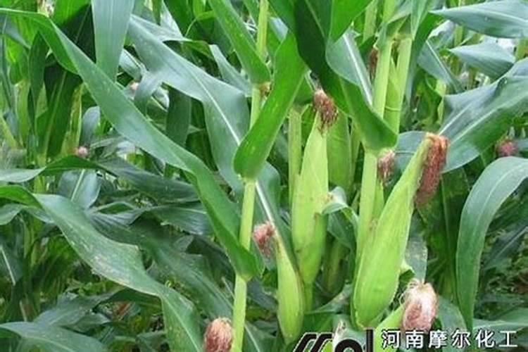 自制水溶肥配方比例