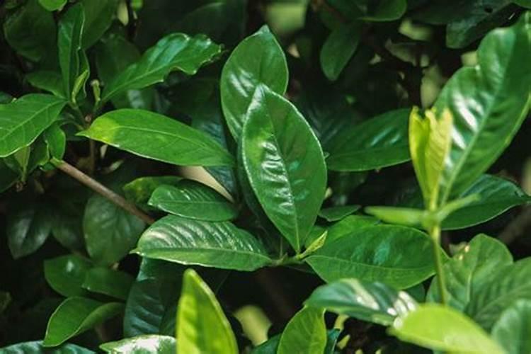 番茄喷施磷酸二氢钾可以加糖醇钙镁吗