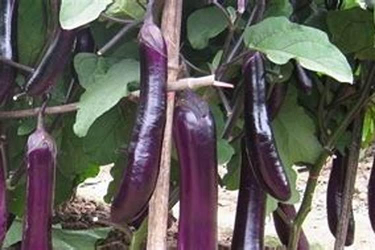 茄子追肥用什么肥料好