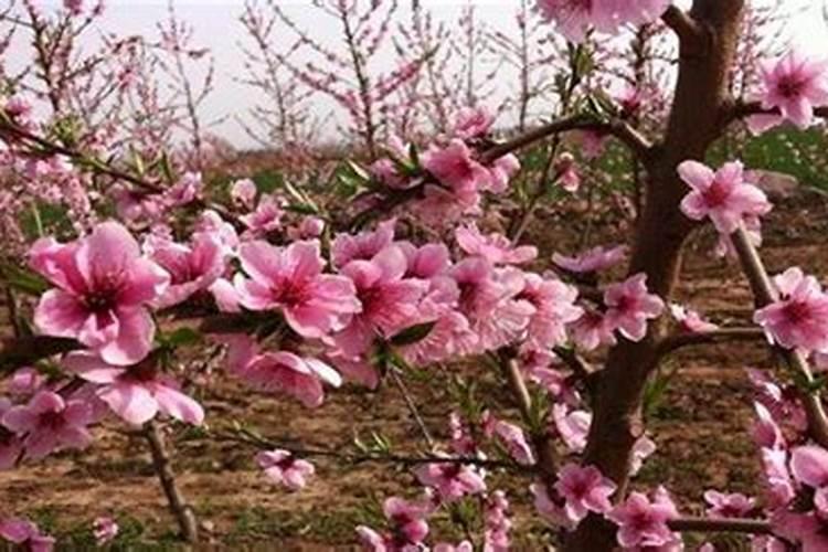 桃树怎么施水溶肥？