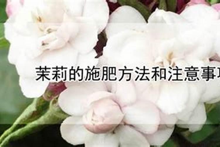茉莉花多久施一次肥