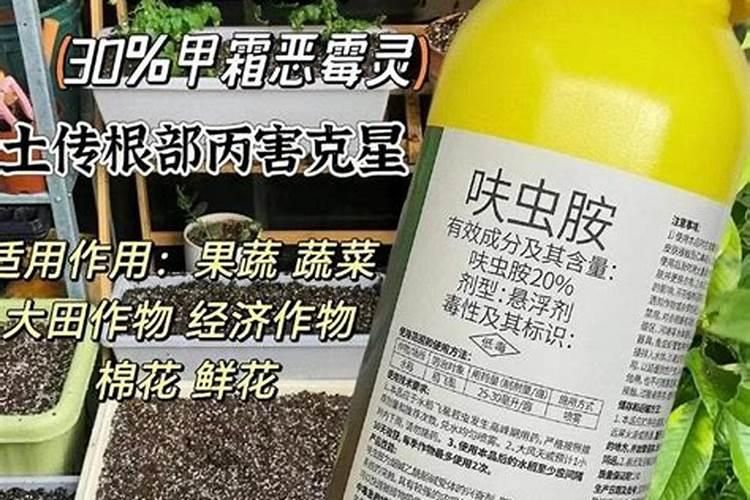 北方攀爬类植物植物有哪些