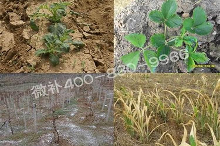 果树怎么施微量元素肥？果树微量元素肥使用注意事项有哪些？