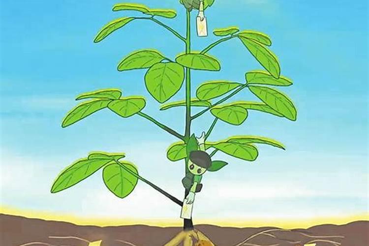 固氮植物需要施氮肥吗
