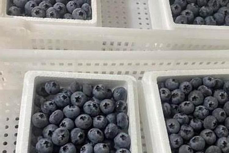 请问蓝莓用什么肥料最好