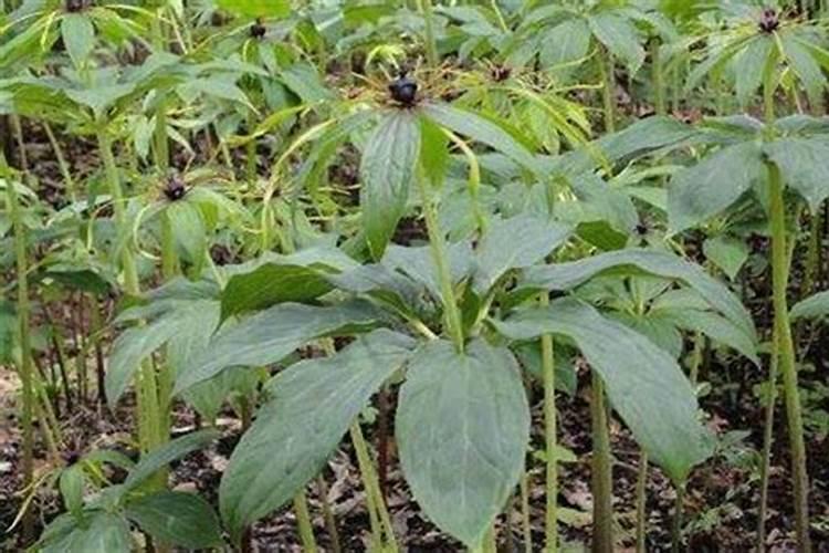 种重楼用什么肥料好