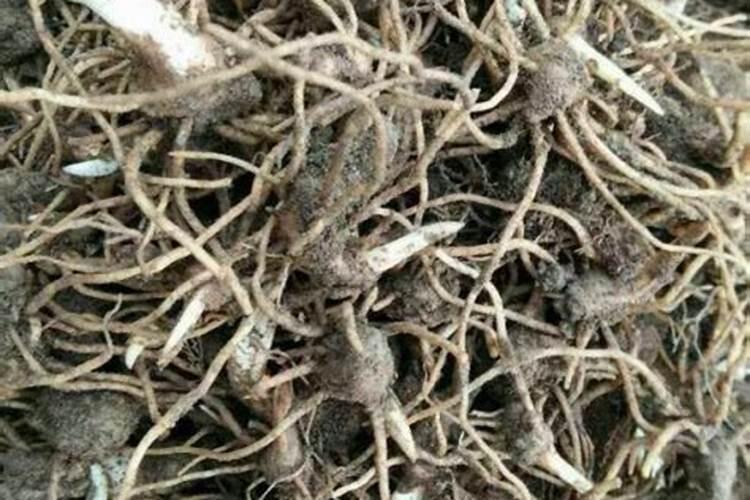 重楼是山区比较常见的中草药,该如何种植呢？