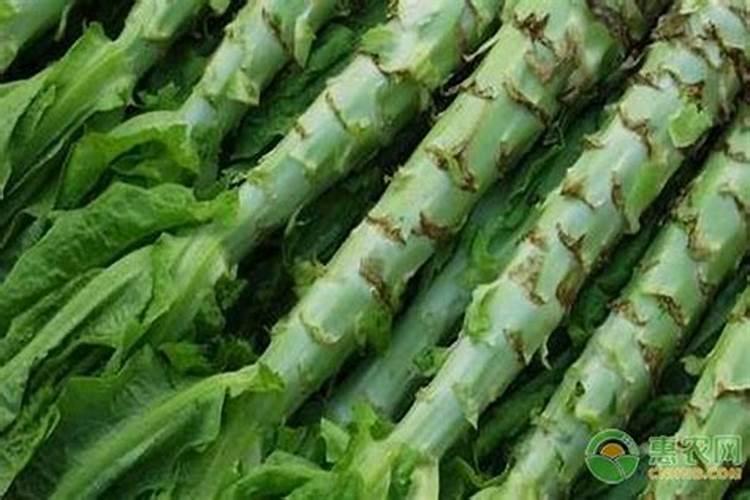 莴笋膨大长粗用什么肥或药