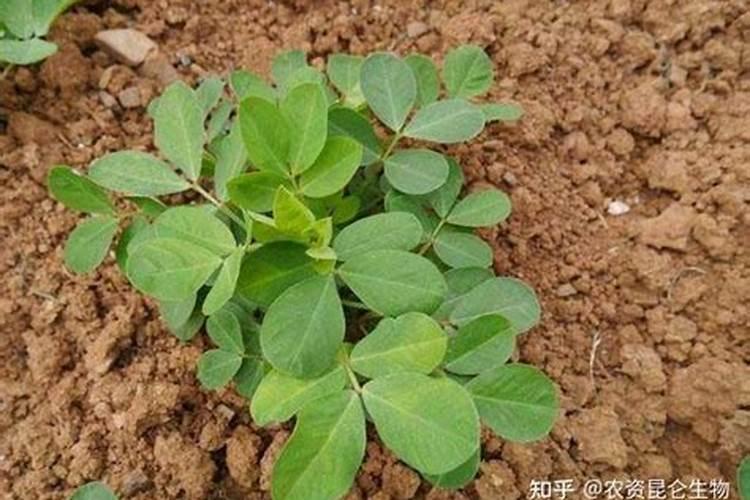 花生需要什么叶面肥