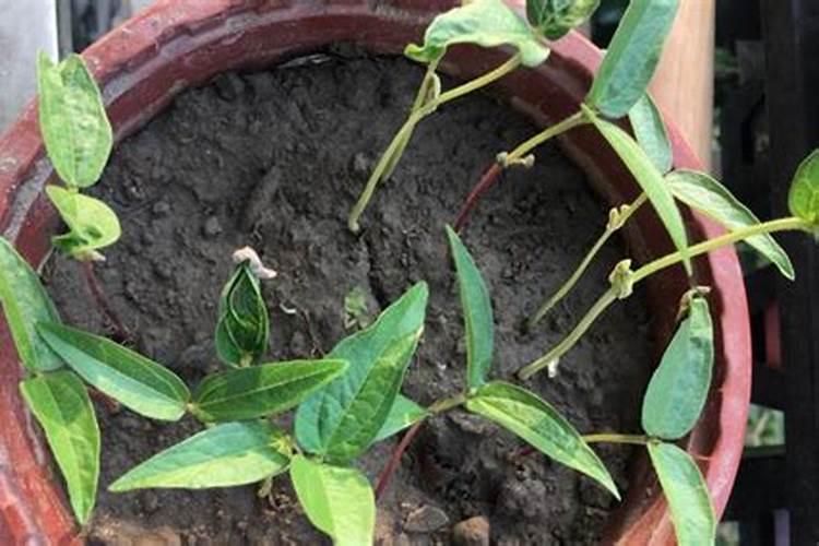 怎么种植绿豆