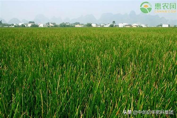 生姜种植什么时候需要施钙肥 生姜种植什么时间需要施钙肥