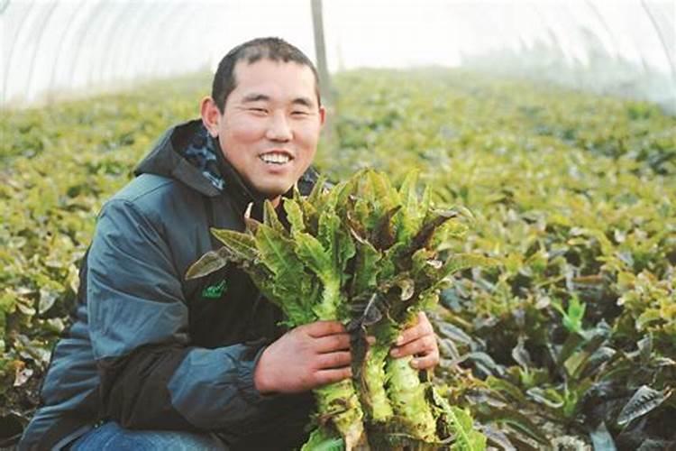 呙笋用什么作叶面肥最好效果最快 莴笋长势好空心少用什么叶面肥比较好...