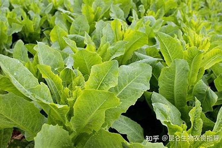 莴苣用什么肥料变高变粗 附莴苣的种植方法