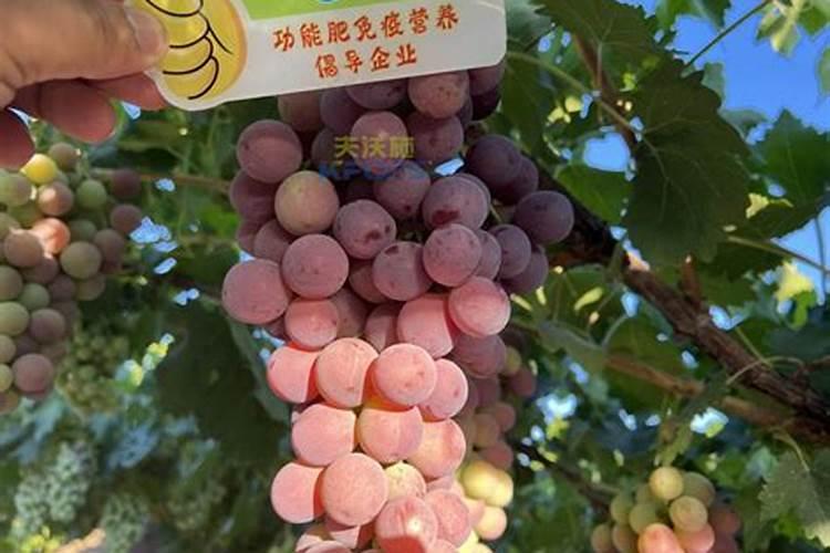 发面时酵母放水里好还是放面里好