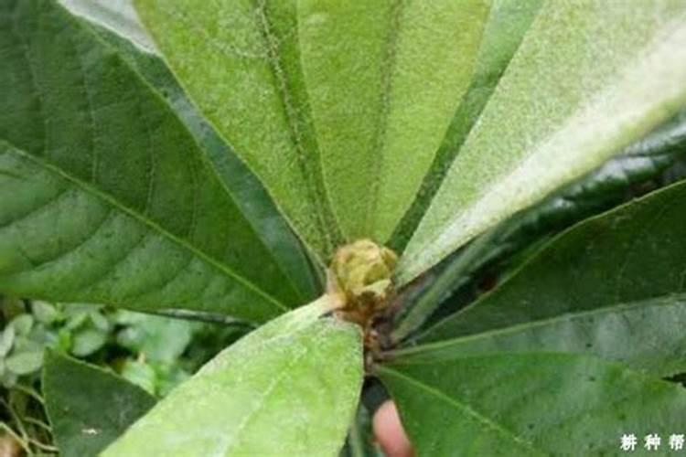 花芽分化用什么叶面肥