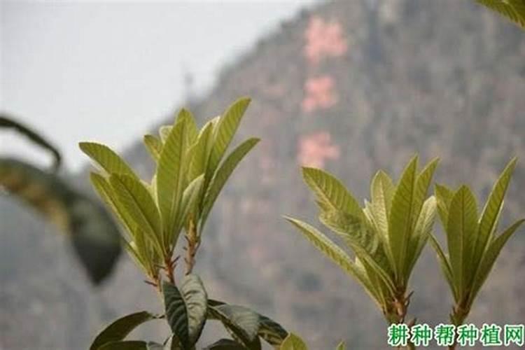 花芽分化用什么叶面肥