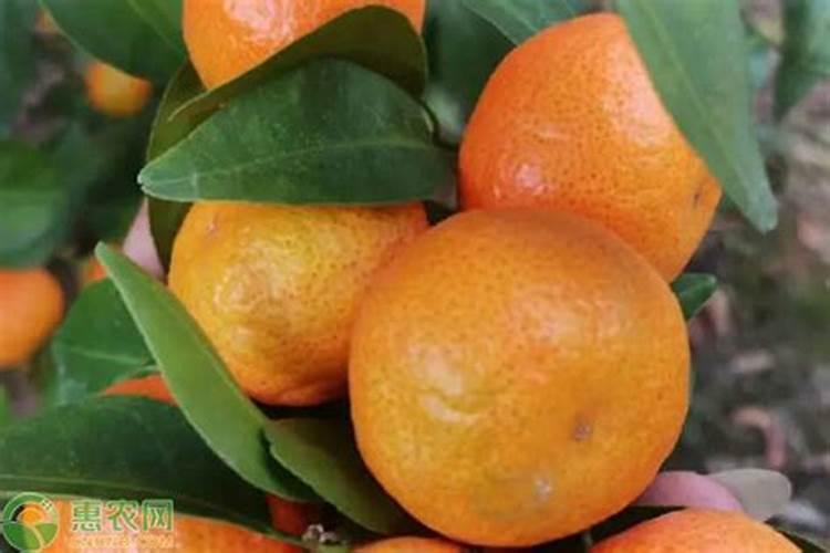 沙糖桔能用芸苔素着色吗 什么时候使用效果好