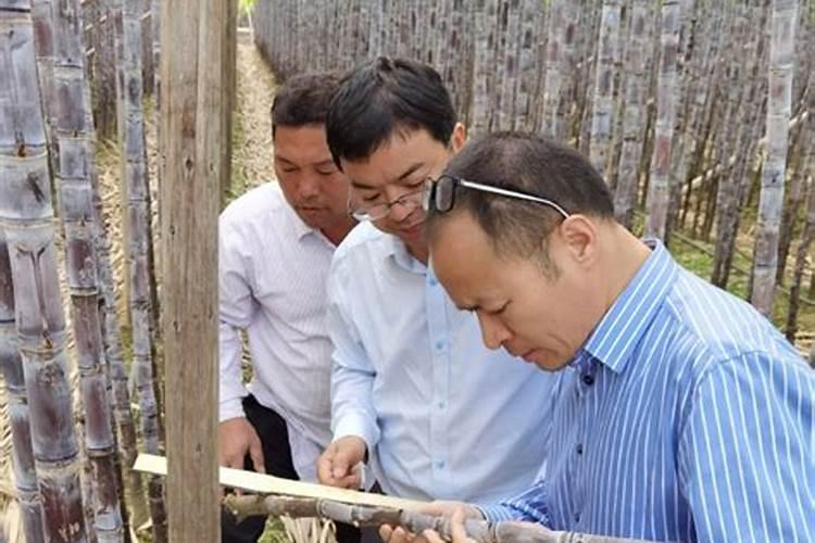 北方甘蔗种植方法