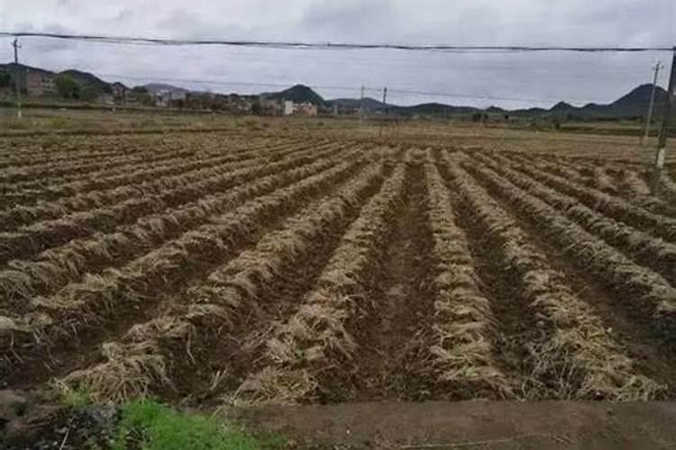 种魔芋用什么肥料 大家可以了解一下
