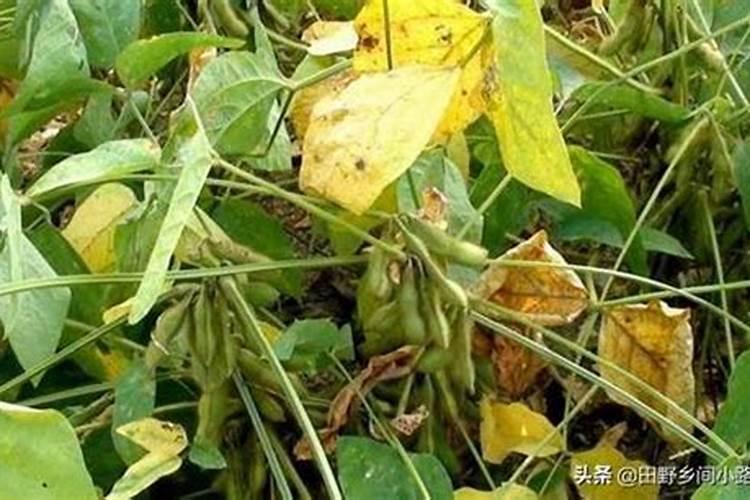 太阳花施什么肥比较好,主要以磷肥为主