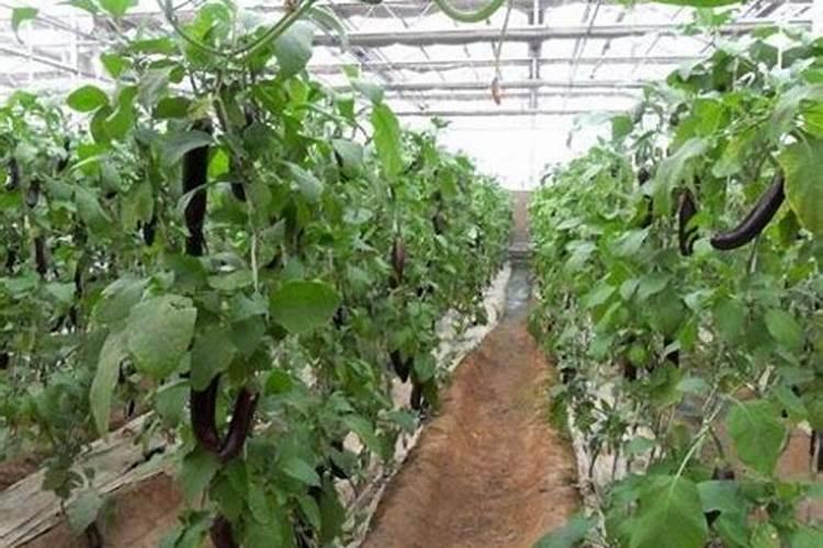 大棚蔬菜常用肥料有哪些