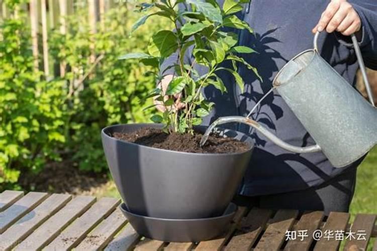 花草浇什么肥料合适