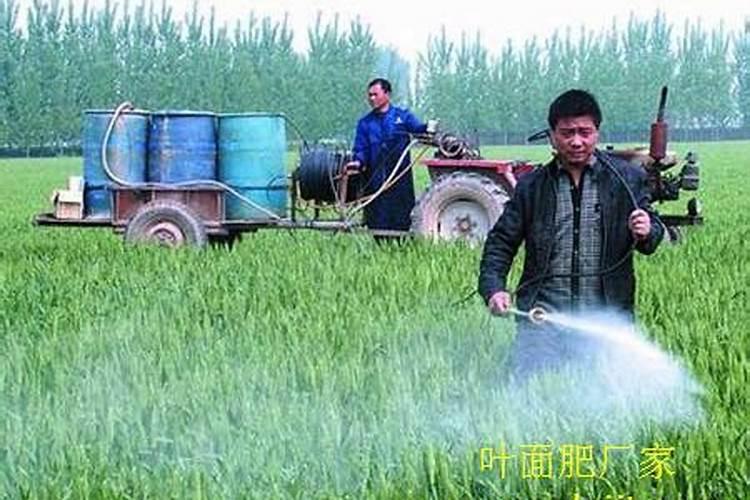 ...膨果时期能增加种子的饱满度吗 硼肥怎么施效果好