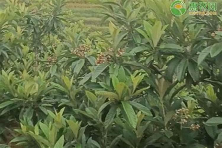 莲雾怎么种植,莲雾的种植方法