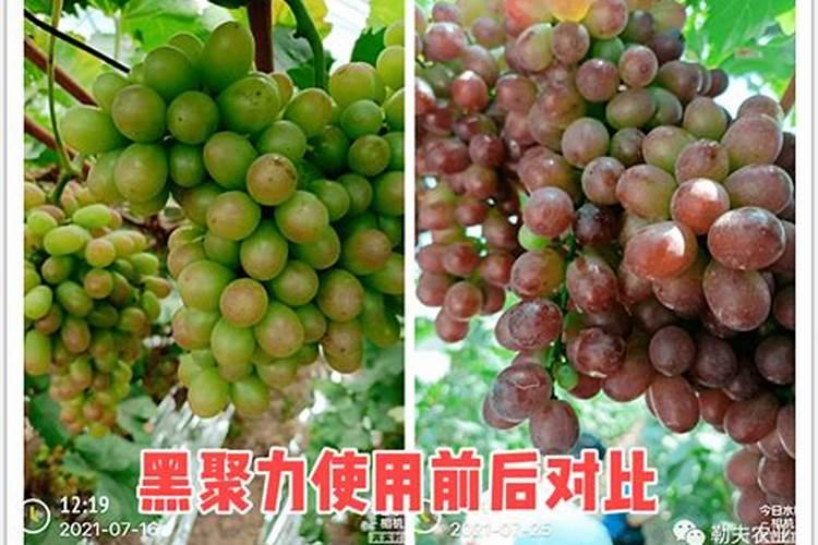 葡萄钾肥用多了不长粒怎么办