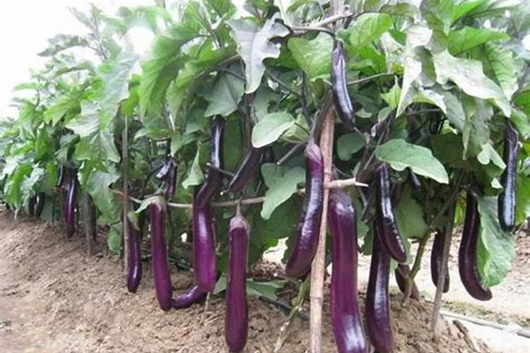 生姜追肥用什么肥料好