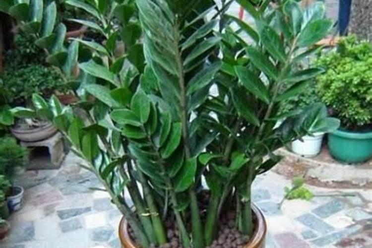 水种芥菜种植方法