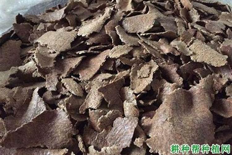 菜饼肥发酵怎么去臭氧