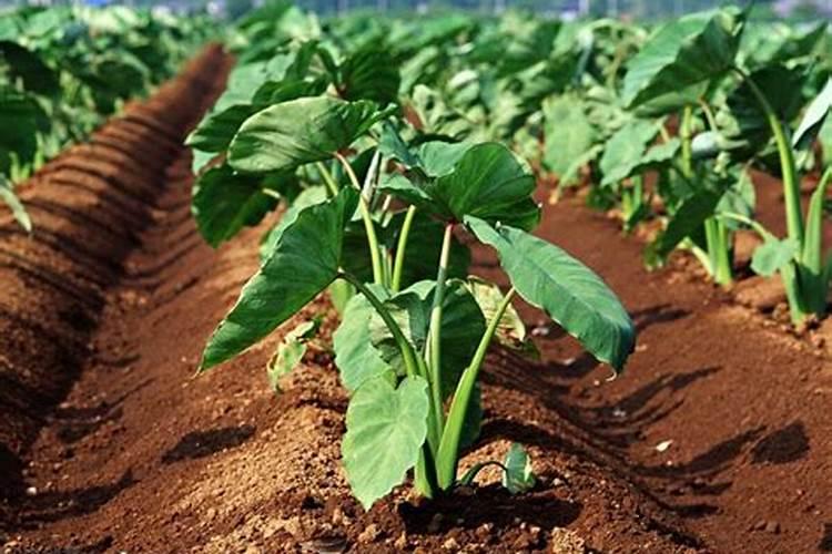 芋头7月施肥方法