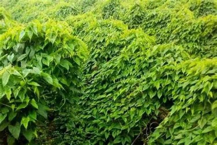 山药在十月份还霉要打液面肥吗