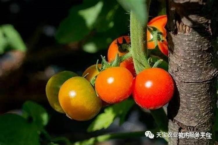 番茄转色期变成黄色不转色了!什么原因怎么办