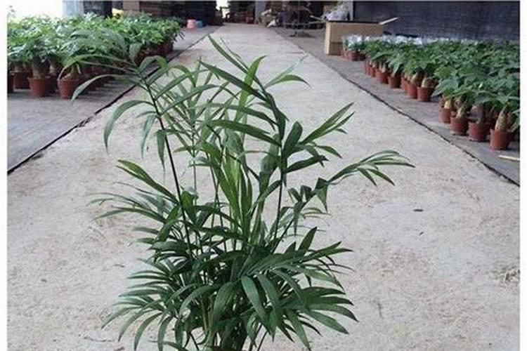 室内植物袖珍椰子怎么养殖？