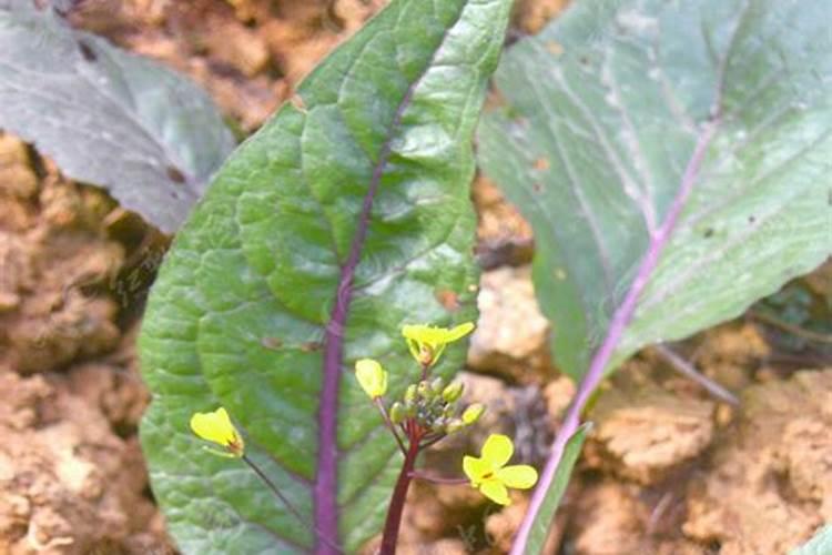 油菜施硼肥要注意什么