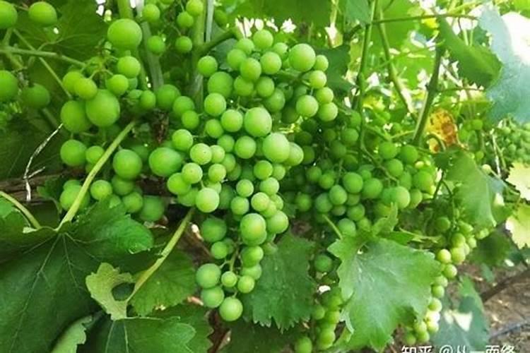 李子树保花保果打什么药最好