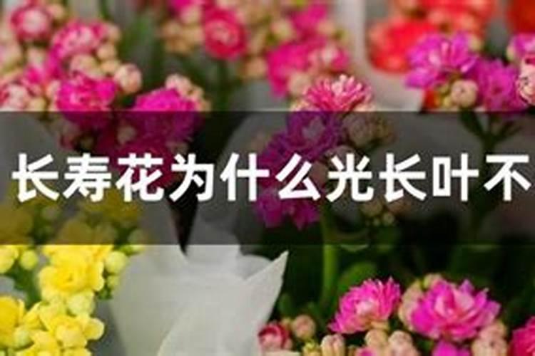 使长寿花开花施什么肥